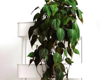 Philodendron Micans vining starter plant **(ALL plants require you to purchase ANY 2 plants!)**