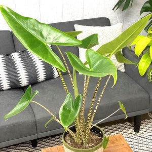 Alocasia Zebrina starter plant **(ALL plants require you to purchase ANY 2 plants!)**