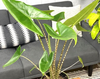 Alocasia Zebrina starter plant **(ALL plants require you to purchase ANY 2 plants!)**