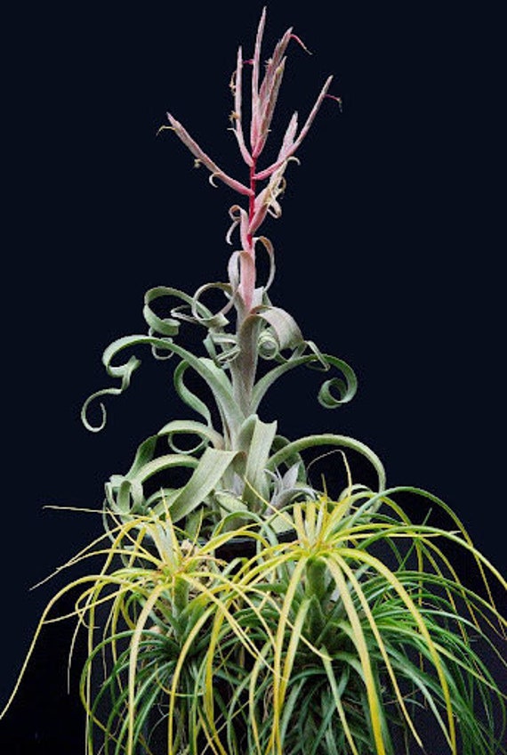 Tillandsia Curly Slim Air Starter Plant **(ALL Plants Require You 