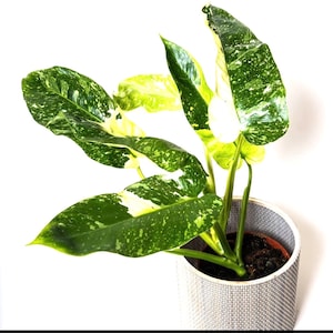 Philodendron Jose Buono starter plant **(ALL plants require you to purchase ANY 2 plants!)**