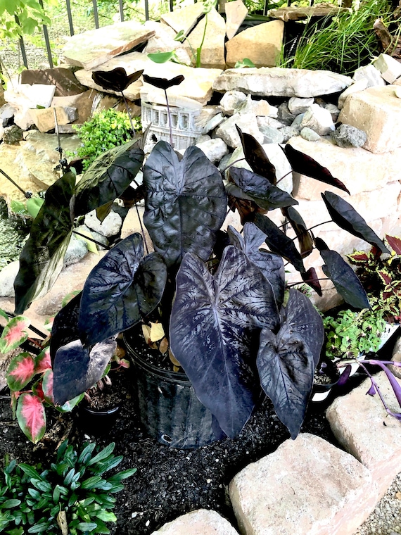 Colocasia Black Ripple “gothic” Rare Black Elephant Ear Starter