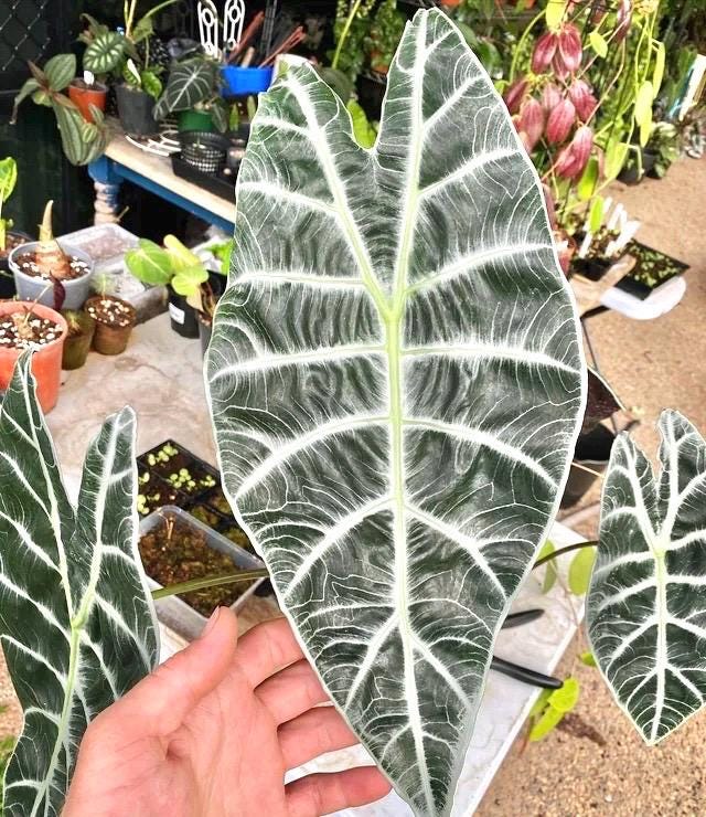 Alocasia Watsoniana Jewel “Lightning” 2” plant **(ALL plants