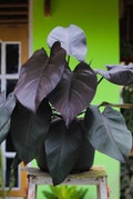 Philodendron Royal Queen starter plant (black) **(ALL plants require you to purchase ANY 2 plants!)**