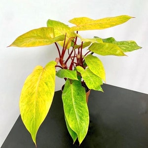 Philodendron Painted Lady 4” plant **(ALL plants require you to purchase ANY 2 plants!)**