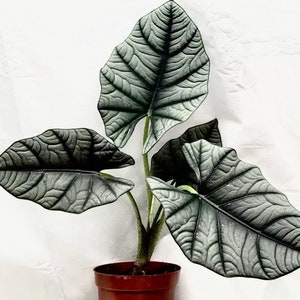 Alocasia Nebula imperialis “Elaine” starter plant **(ALL plants require you to purchase ANY 2 plants!)**