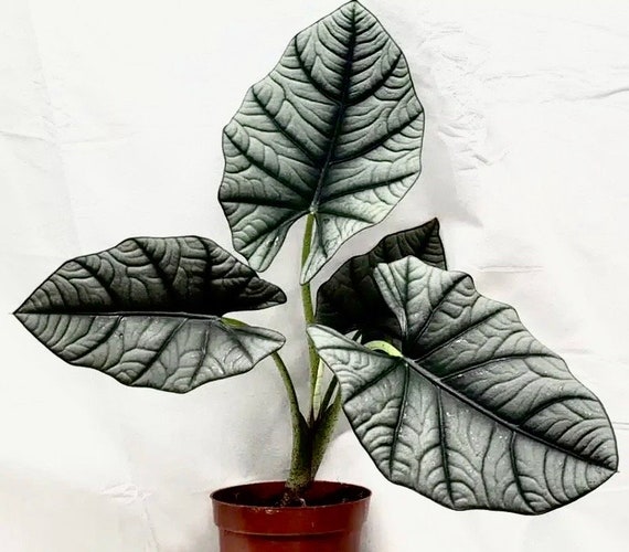 Alocasia Nebula Imperialis “elaine” Starter Plant **(ALL Plants