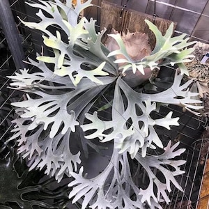 Platycerium Willinckii “jade Girl” Staghorn Fern Starter