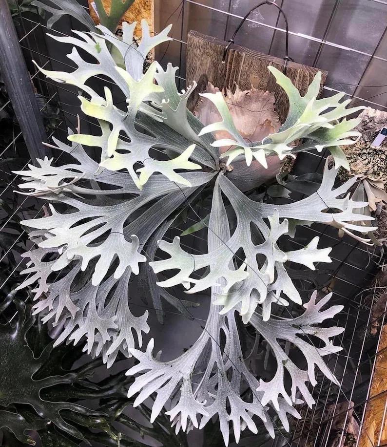 Platycerium .sp Bifurcatum White Staghorn Fern Rare Starter Plant