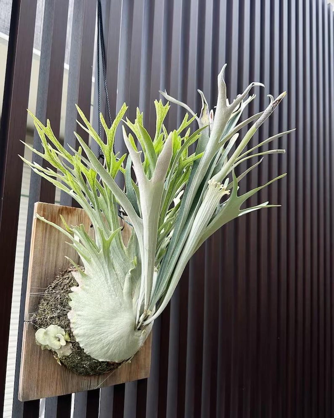 Platycerium Veitchii “high Finger” Staghorn Fern Starter Plant