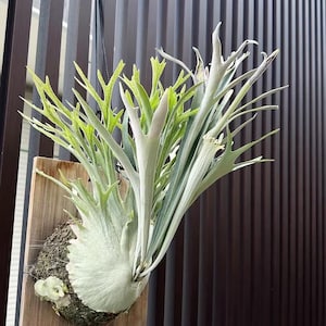*Platycerium veitchii wild　AUS　 No.8 oc Platycerium Veitchii wild