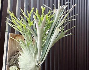 P.veitchii High Finger AUS cutting pups