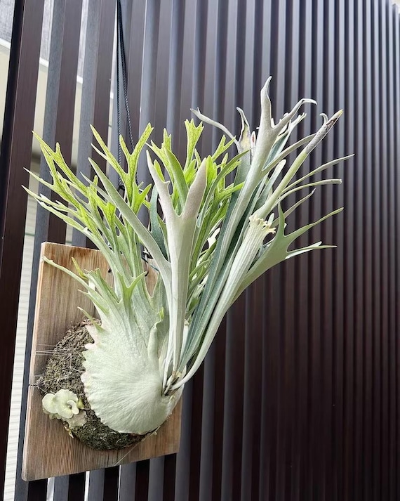 Platycerium Veitchii “high Finger” Staghorn Fern Starter Plant