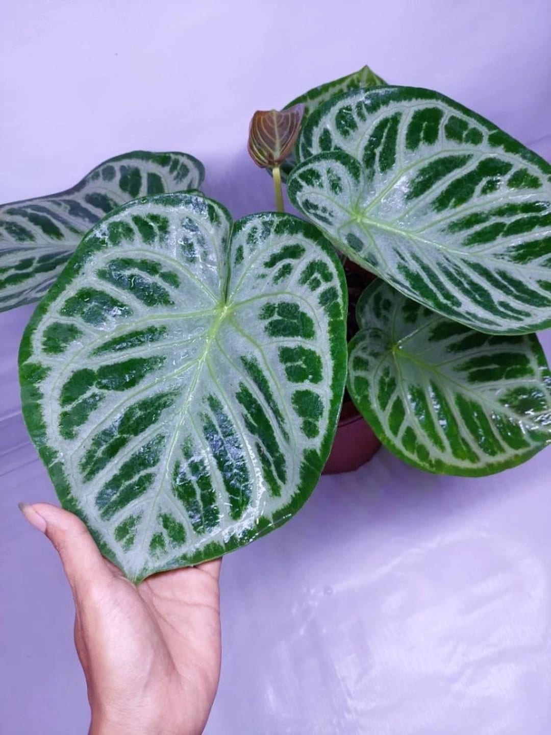 Anthurium sp. Dorayaki Silver - Borneo Aquatic