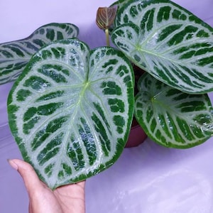 Anthurium Doroyaki silver 2” plant **(ALL plants require you to purchase ANY 2 plants!)**