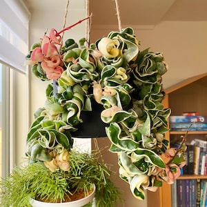 Hoya compacta variegated starter plant **(ALL plants require you to purchase ANY 2 plants!)*