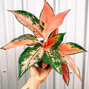 Aglaonema red king 2” plant **(ALL plants require you to purchase ANY 2 plants!)**