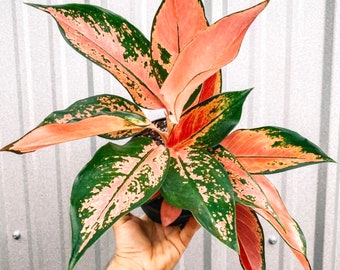 Aglaonema red king 2” plant **(ALL plants require you to purchase ANY 2 plants!)**