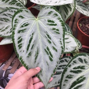 Anthurium Silver Blush (seed grown) starter plant **(ALL plants require you to purchase ANY 2 plants!)**