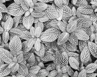 Fittonia White nerve starter plant **(ALL plants require you to purchase ANY 2 plants!)**