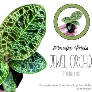 Macodes Petola jewel orchid starter plant **(ALL plants require you to purchase ANY 2 plants!)
