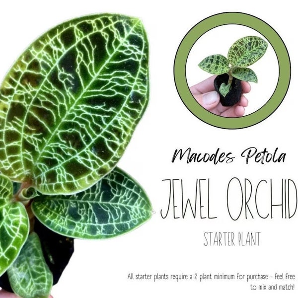 Macodes Petola jewel orchid starter plant **(ALL plants require you to purchase ANY 2 plants!)