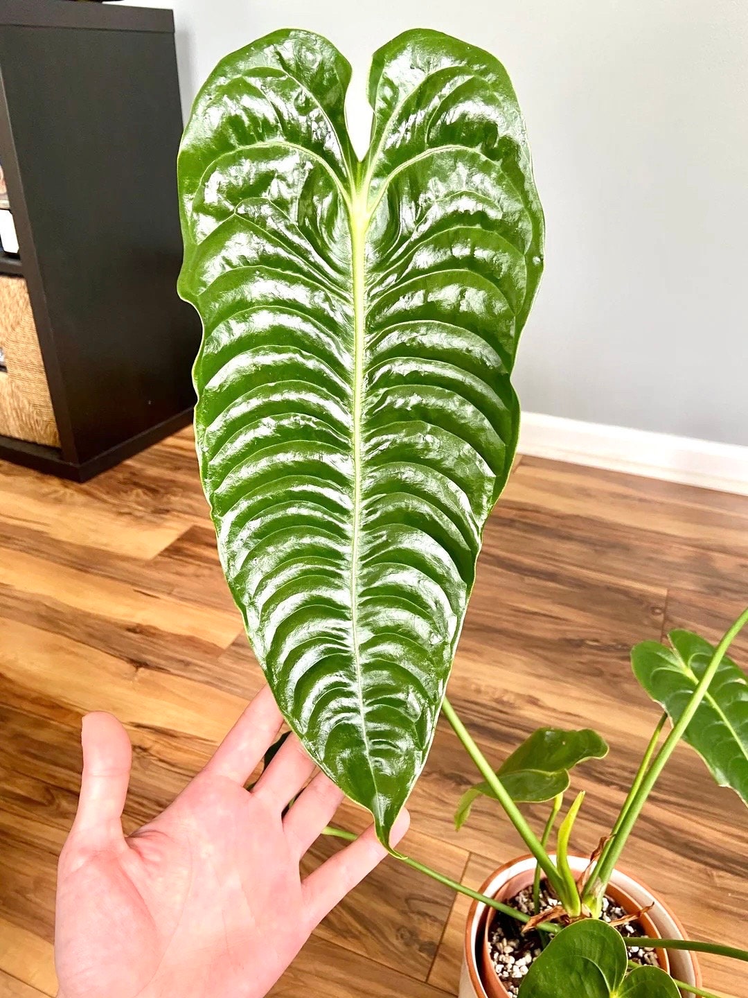 Anthurium Veitchii Narrow - Etsy Anthurium Veitchii Narrow - Etsy