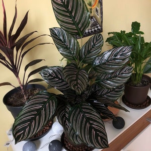 Calathea Ornata pinstripe starter plant **(ALL plants require you to purchase ANY 2 plants!)**