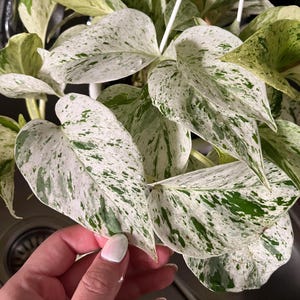 Pothos Marble “Snow” Queen starter plant **(ALL plants require you to purchase ANY 2 plants!)**