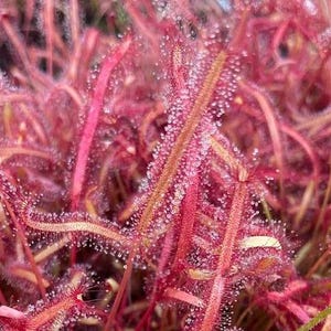 Drosera Capensis “octopus plant” (Dark maroon) starter plant **(ALL plants require you to purchase ANY 2 plants!)**