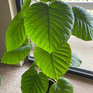 Ficus Umbrella tree XL starter plant **(ALL plants require you to purchase ANY 2 plants!)**