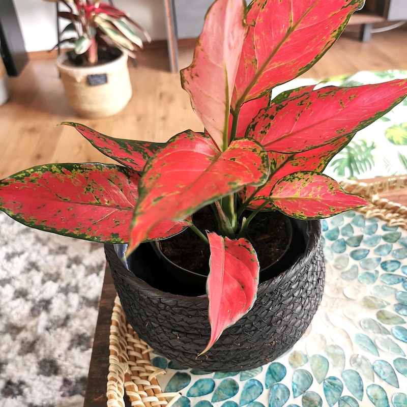 Aglaonema Red King - Etsy
