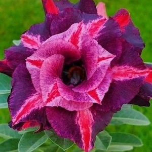 Desert rose purple plum starter plant **(ALL plants require you to purchase ANY 2 plants!)**