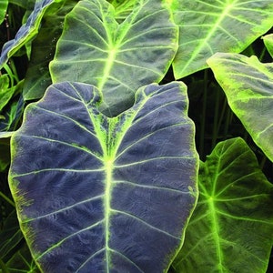 Colocasia Black beauty starter plant **(ALL plants require you to purchase ANY 2 plants!)**
