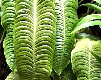 Anthurium Veitchii King starter plant **(ALL plants require you to purchase ANY 2 plants!)**