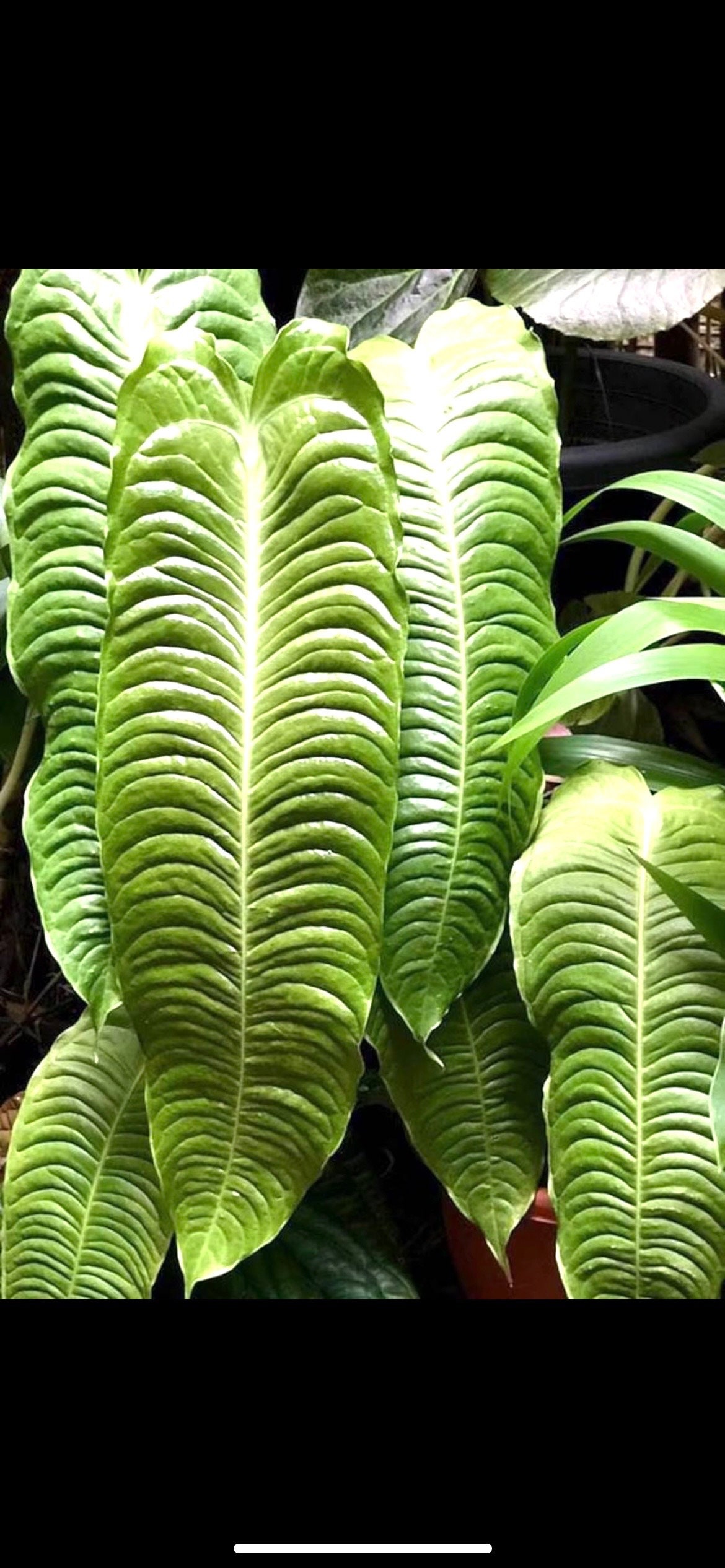 Anthurium Veitchii King 4” plant **(ALL plants require you to purchase ANY 2 plants!)**