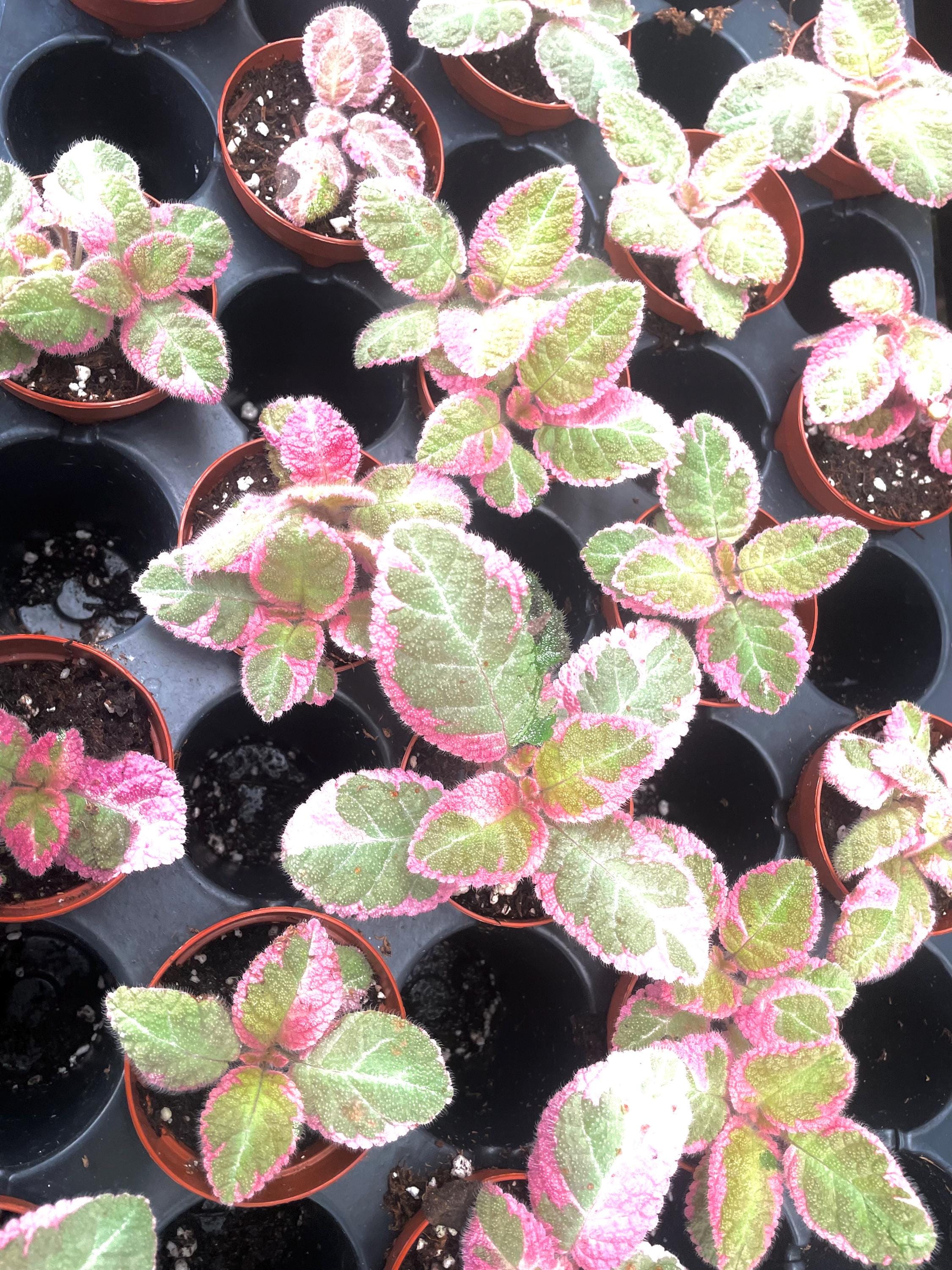 Episcia pink “crazy kiwi” variegated flowering African violet starter plant **(ALL plants require you to purchase ANY 2 plants!)**