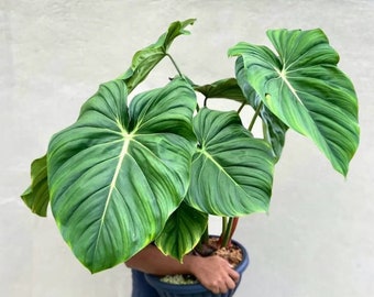 Philodendron Dean Mcdowell starter plant **(ALL plants require you to purchase ANY 2 plants!)**