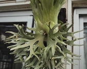 P.willinckii ’Jade Girl’ spore 1202 Platycerium Willinckii “jade Girl” Staghorn Fern 2” Pot (ALL