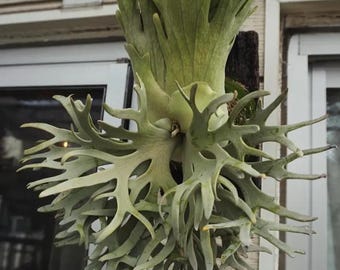 Platycerium Willinckii “jade Girl” Staghorn Fern Rare