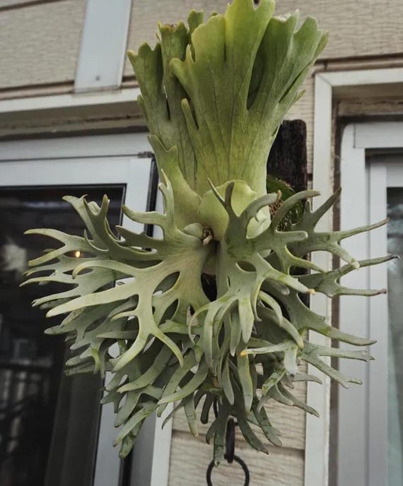 Platycerium willinckii 