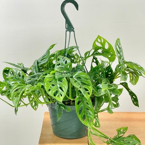 Monstera adansonii starter plant **(ALL plants require you to purchase ANY 2 plants!)**