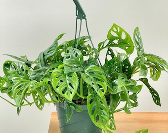 Monstera adansonii starter plant **(ALL plants require you to purchase ANY 2 plants!)**