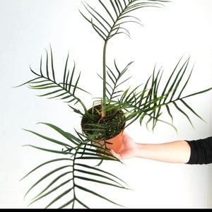 Philodendron Tortum starter plant **(ALL plants require you to purchase ANY 2 plants!)**