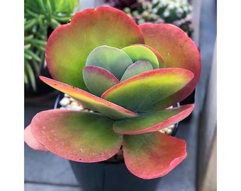 Kalanchoe thyrsiflora Flapjack starter plant **(ALL plants require you to purchase ANY 2 plants!)**