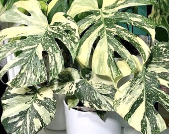 Monstera Thai Constellation starter plant **(ALL plants require you to purchase ANY 2 plants!)**
