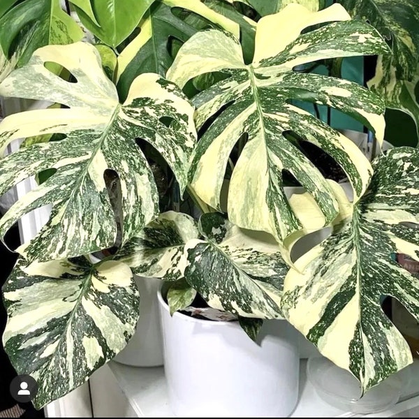 Monstera Thai Constellation starter plant **(ALL plants require you to purchase ANY 2 plants!)**