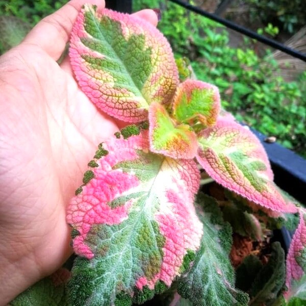 Episcia rose Picasso violette africaine à fleurs panachées ** (TOUTES les plantes nécessitent l'achat de 2 plantes !) **