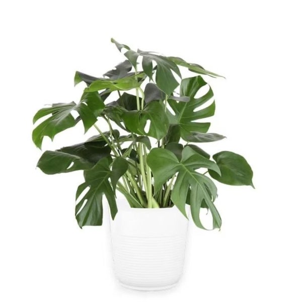 Monstera Deliciosa Multi Stem (large Swiss cheese) starter plant **(ALL plants require you to purchase ANY 2 plants!)**