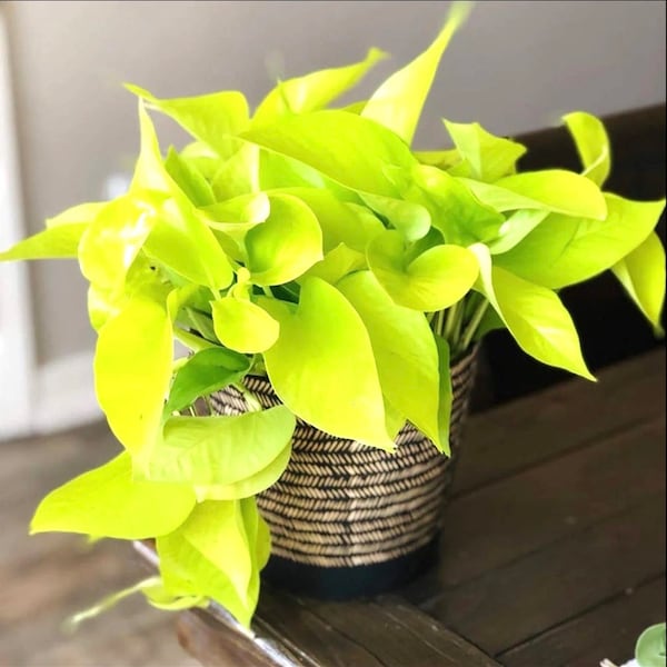 Neon Pothos starter plant **(ALL plants require you to purchase ANY 2 plants!)**